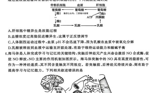 生物试卷-2026年1月高三九省联考(1)_2026年1月_260122百师联盟2026届高三九省联考1月期末考试（全科）_百师联盟2025-2026学年高三上学期1月期末联考生物试题含答案