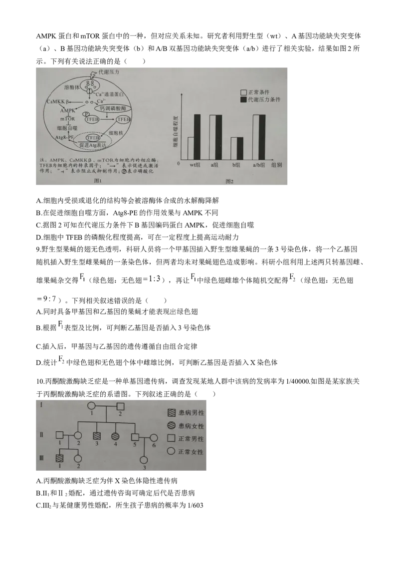 湖北省孝感市2026届高三上学期第一次统一考试生物试卷（含答案）(1)_2026年1月_260127湖北省孝感市2026届高三年级第一次统一考试（全科）