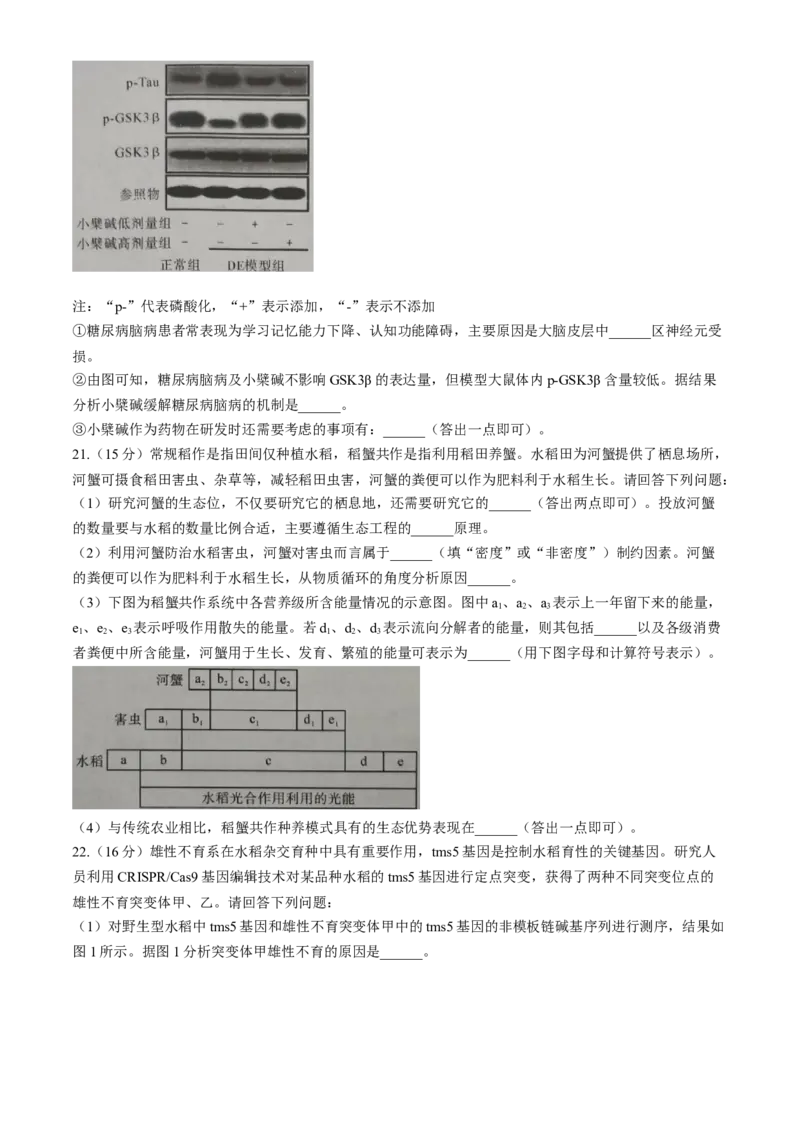湖北省孝感市2026届高三上学期第一次统一考试生物试卷（含答案）(1)_2026年1月_260127湖北省孝感市2026届高三年级第一次统一考试（全科）