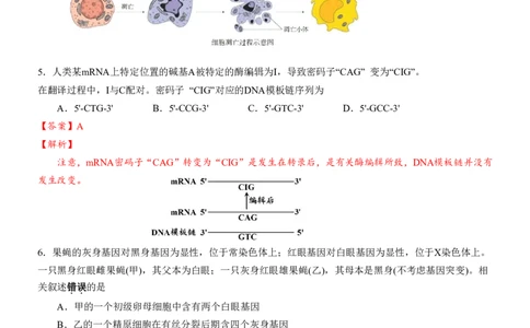 安徽省合肥一中2025-2026学年高三上学期1月考试生物答案(1)_2026年1月_260116安徽省合肥一中2025-2026学年高三上学期1月考试（全科）