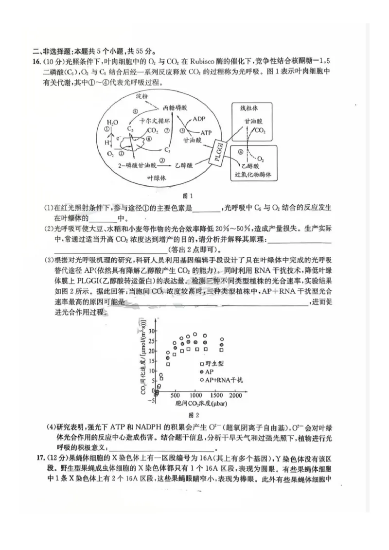 巴中市普通高中2023级&ldquo;一诊&rdquo;模拟考试生物(1)_2026年1月_260118四川省巴中市普通高中2023级&ldquo;一诊&rdquo;模拟考试（全科）