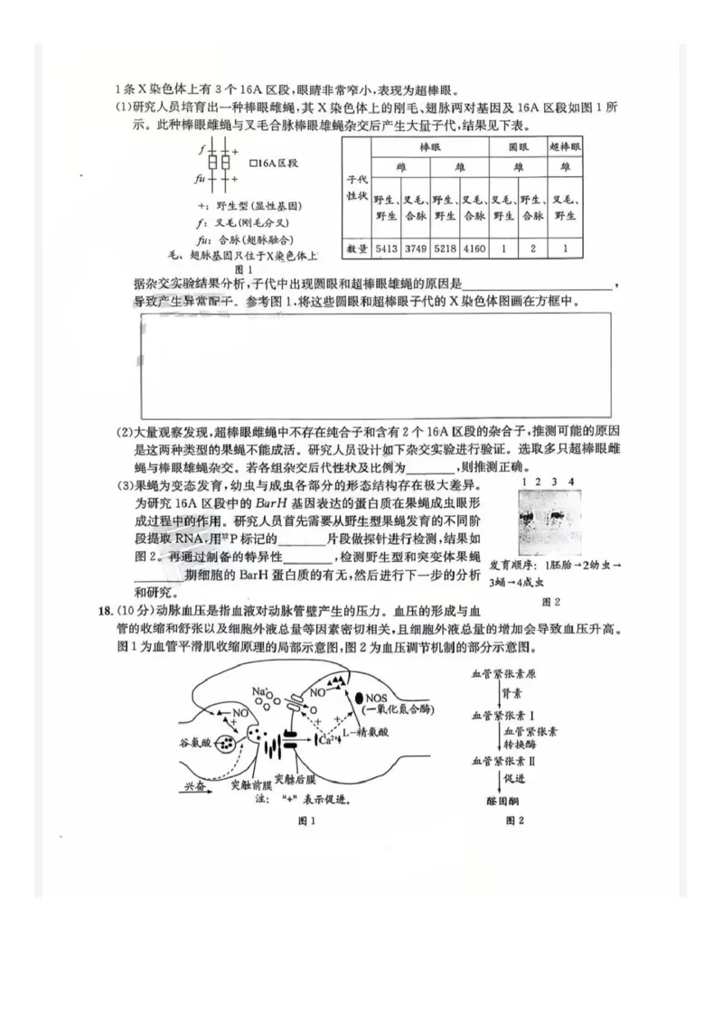 巴中市普通高中2023级&ldquo;一诊&rdquo;模拟考试生物(1)_2026年1月_260118四川省巴中市普通高中2023级&ldquo;一诊&rdquo;模拟考试（全科）