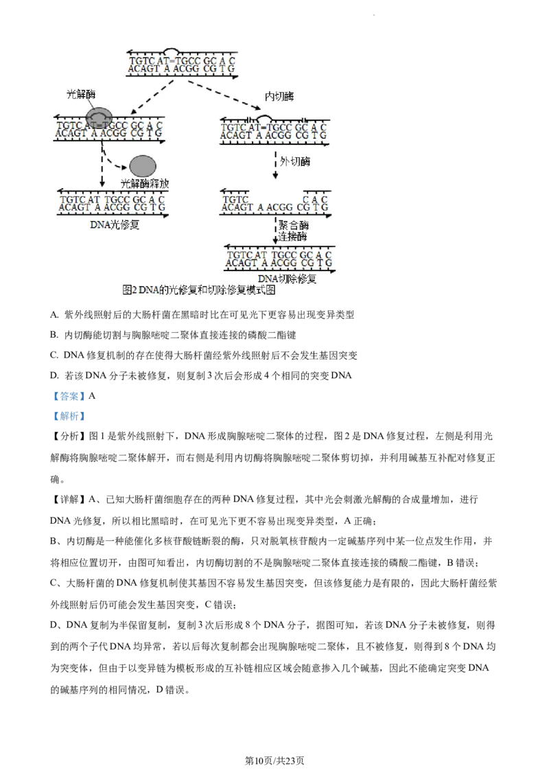 精品解析：山东省菏泽市鄄城县一中2023-2024学年高三10月月考生物试题（解析版）(1)_2023年10月_0210月合集_2024届山东省菏泽市鄄城县第一中学高三上学期10月月考