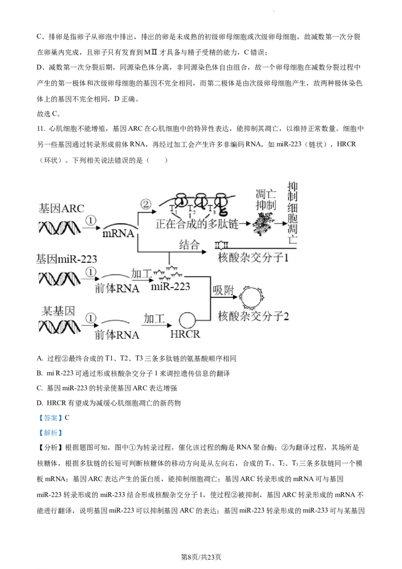 精品解析：山东省菏泽市鄄城县一中2023-2024学年高三10月月考生物试题（解析版）(1)_2023年10月_0210月合集_2024届山东省菏泽市鄄城县第一中学高三上学期10月月考