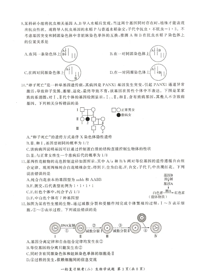 河南省豫北名校2024届高三毕业班一轮复习新高考生物联考试卷（二）(1)_2023年10月_0210月合集_2024届百师联盟高三一轮复习联考（二）（新教材）