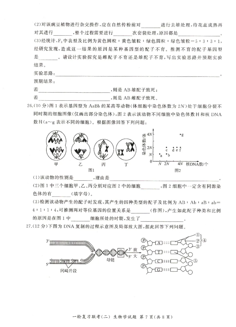 河南省豫北名校2024届高三毕业班一轮复习新高考生物联考试卷（二）(1)_2023年10月_0210月合集_2024届百师联盟高三一轮复习联考（二）（新教材）
