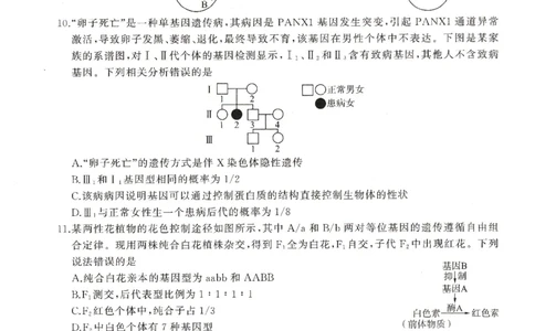 河南省豫北名校2024届高三毕业班一轮复习新高考生物联考试卷（二）(1)_2023年10月_0210月合集_2024届百师联盟高三一轮复习联考（二）（新教材）