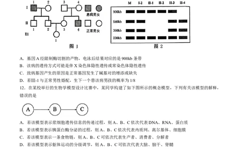2024届江西省赣州市高三下学期3月摸底考试（一模）生物试题(1)_2024年3月_013月合集_2024届江西省赣州市高三下学期3月摸底考试（一模）