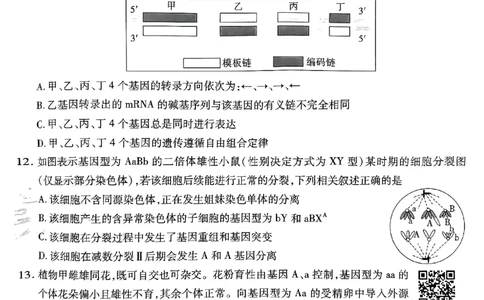 生物AB卷_2024高考押题卷_12024天星全系列_@@@天星临考押题密卷汇总重复_2024年tx高考临考押题密卷安徽专版_试卷