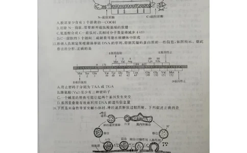 2024届河北省百师联盟高三下学期开学摸底联考生物试题_2024年3月_013月合集_2024届（新高考）百师联盟高三下学期开年摸底联考_百师联盟2024届高三下学期开年摸底联考（新高考）生物