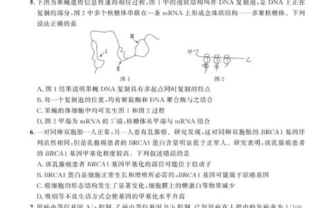 2024届河北省部分学校高三下学期大数据应用调研联合测评（六）生物试题_2024年4月_01按日期_6号_2024届河北省高三大数据应用调研联合测评（Ⅵ）