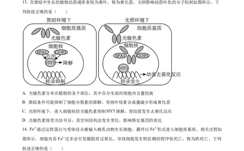 精品解析：江苏省南通市海安市海安市实验中学2023-2024学年高三10月月考生物试题（原卷版）(1)_2023年10月_0210月合集_2024届江苏省海安市实验中学高三上学期10月月考