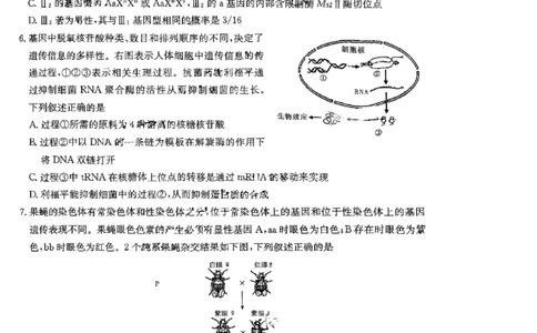 湖南省名校联考联合体2024届高三上学期第二次联考生物(1)_2023年9月_029月合集_2024届湖南炎德英才名校联考联合体高三上学期第二次联考