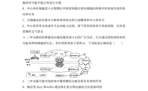 重庆市铜梁一中等三校2023-2024学年高三10月联考生物试题(1)_2023年10月_0210月合集_2024届重庆市铜梁一中等三校高三上学期10月联考_重庆市铜梁一中等三校2024届高三上学期10月联考生物