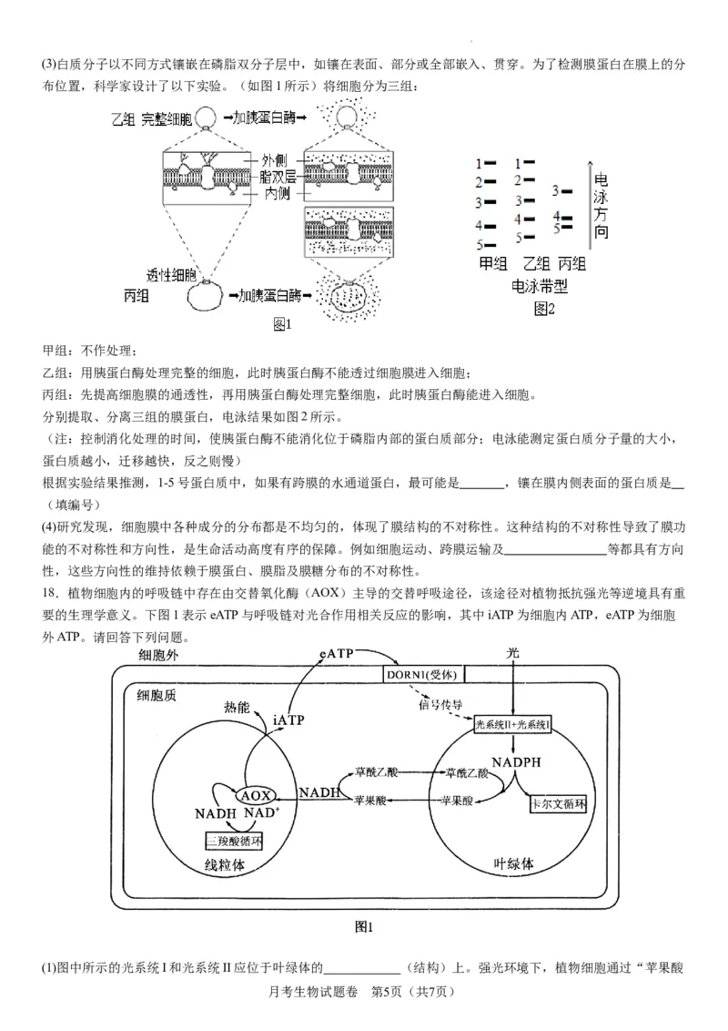 衡阳市八中2024届高三第2次月考生物试卷(1)_2023年10月_0210月合集_2024届湖南省衡阳市第八中学高三上学期10月月考（二）_湖南省衡阳市第八中学2024届高三上学期10月月考（二）生物