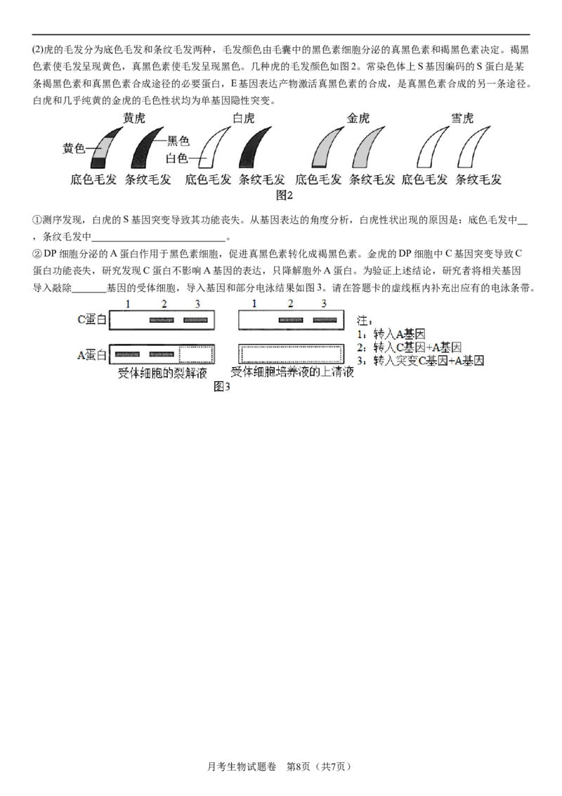 衡阳市八中2024届高三第2次月考生物试卷(1)_2023年10月_0210月合集_2024届湖南省衡阳市第八中学高三上学期10月月考（二）_湖南省衡阳市第八中学2024届高三上学期10月月考（二）生物