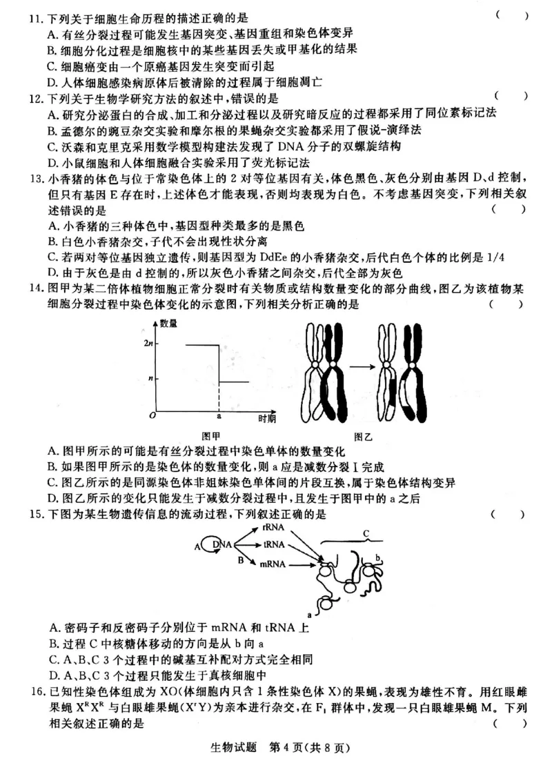 河南省青桐鸣大联考2024届高三上学期10月模拟预测生物(1)_2023年10月_01每日更新_9号_2024届河南省青桐鸣大联考高三上学期10月模拟预测