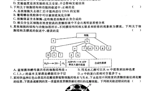 河南省青桐鸣大联考2024届高三上学期10月模拟预测生物(1)_2023年10月_01每日更新_9号_2024届河南省青桐鸣大联考高三上学期10月模拟预测