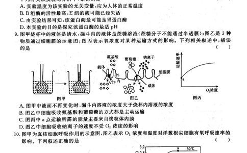 河南省青桐鸣大联考2024届高三上学期10月模拟预测生物(1)_2023年10月_01每日更新_9号_2024届河南省青桐鸣大联考高三上学期10月模拟预测