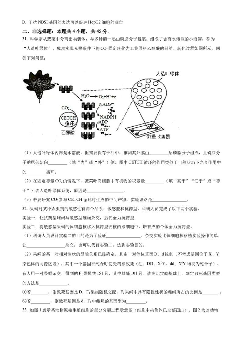 河南省TOP二十名校2024届高三上学期调研考试（四）生物(1)_2023年10月_01每日更新_18号_2024届河南省TOP二十名校高三上学期调研考试（四）