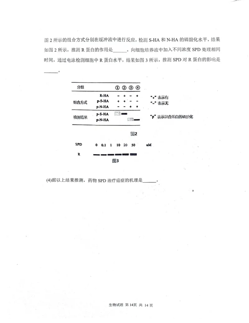 2024届山东省实验中学高三下学期5月针对性考试生物试题_2024年5月_01按日期_16号_2024届山东省实验中学高三下学期5月针对性考试