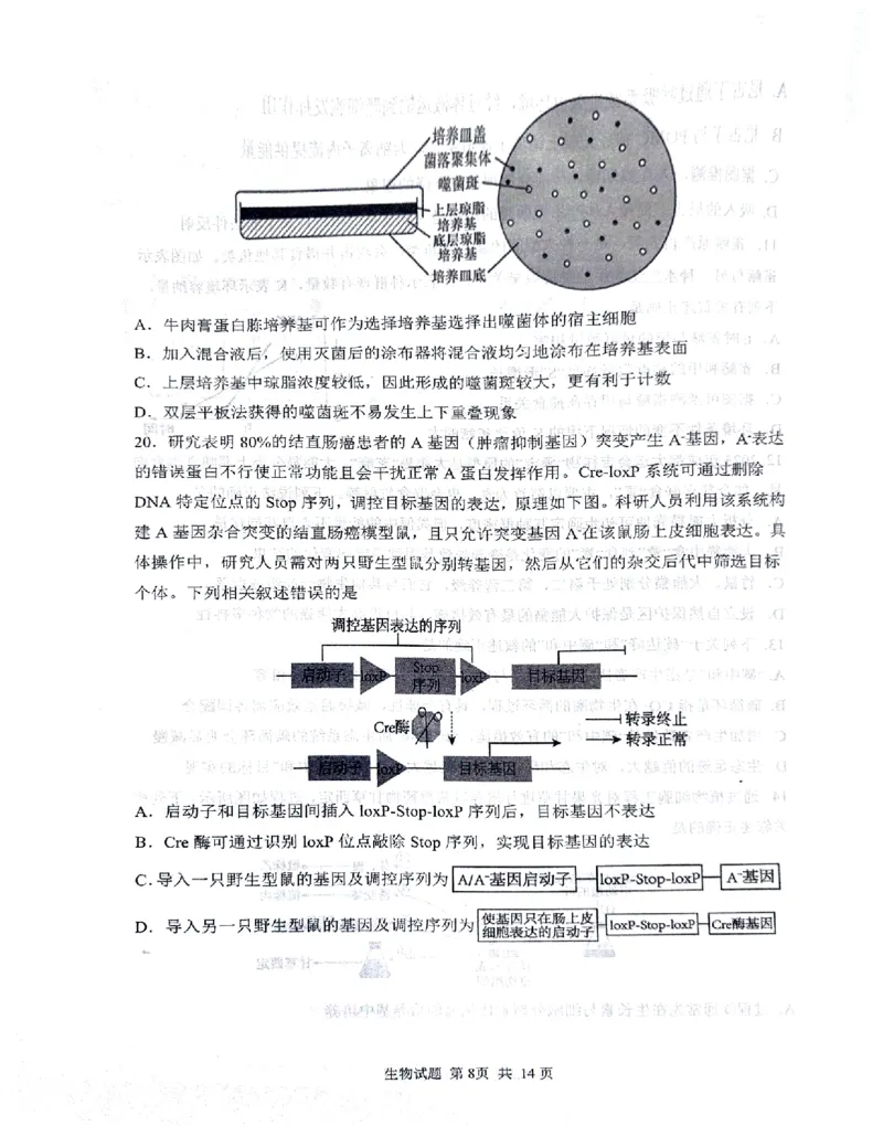 2024届山东省实验中学高三下学期5月针对性考试生物试题_2024年5月_01按日期_16号_2024届山东省实验中学高三下学期5月针对性考试