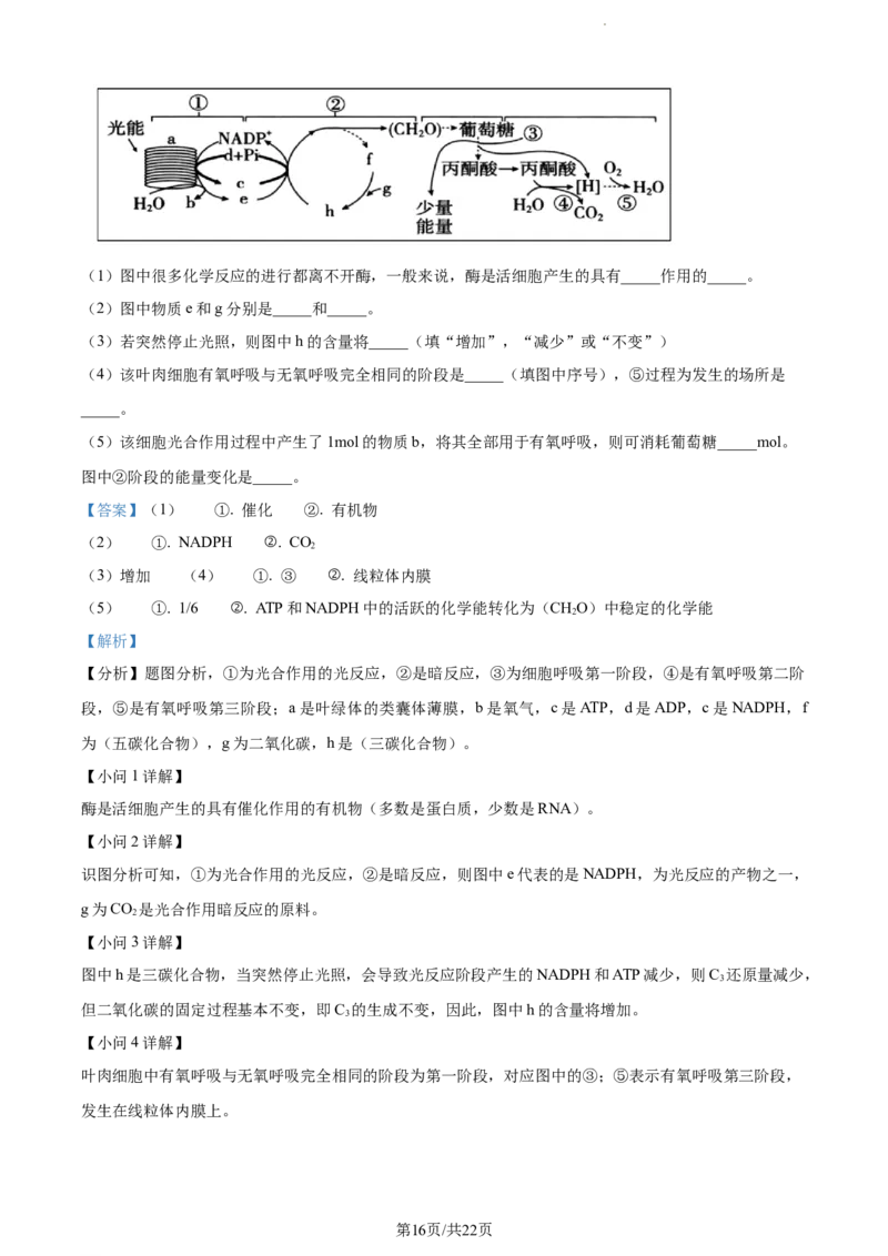 精品解析：辽宁省北镇市三中2023-2024学年高三上学期第二次月考生物试题（解析版）(1)_2023年10月_0210月合集_2024届辽宁省北镇市第三高级中学高三上学期第二次月考