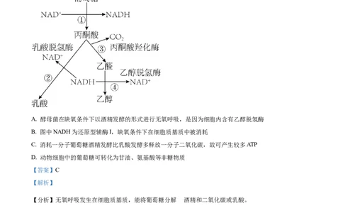 精品解析：辽宁省北镇市三中2023-2024学年高三上学期第二次月考生物试题（解析版）(1)_2023年10月_0210月合集_2024届辽宁省北镇市第三高级中学高三上学期第二次月考
