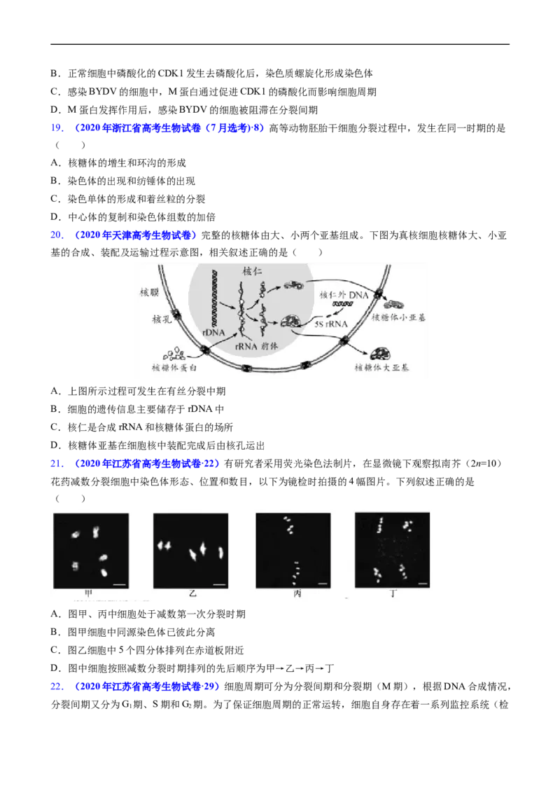 专题06有丝分裂和减数分裂-五年（2019-2023）高考生物真题分项汇编（全国通用）（原卷版）_赠送：2008-2024全套高考真题_高考生物真题