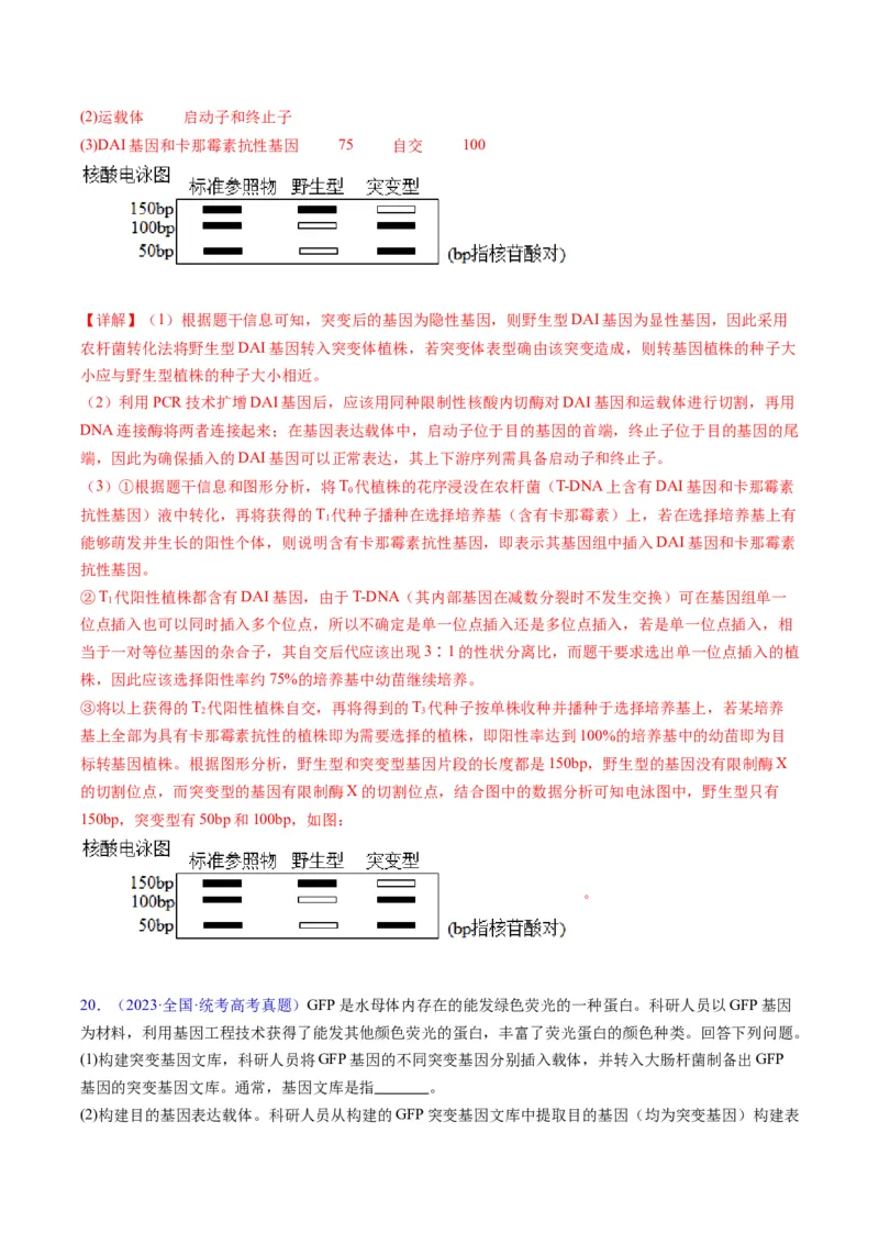 专题21基因工程-五年（2019-2023）高考生物真题分项汇编（全国通用）（解析版）_赠送：2008-2024全套高考真题_高考生物真题_送高考生物五年真题(2019-2023)分项汇编（全国通用）
