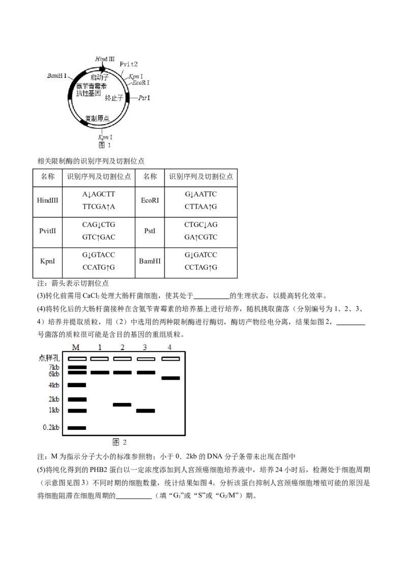 专题21基因工程-五年（2019-2023）高考生物真题分项汇编（全国通用）（解析版）_赠送：2008-2024全套高考真题_高考生物真题_送高考生物五年真题(2019-2023)分项汇编（全国通用）