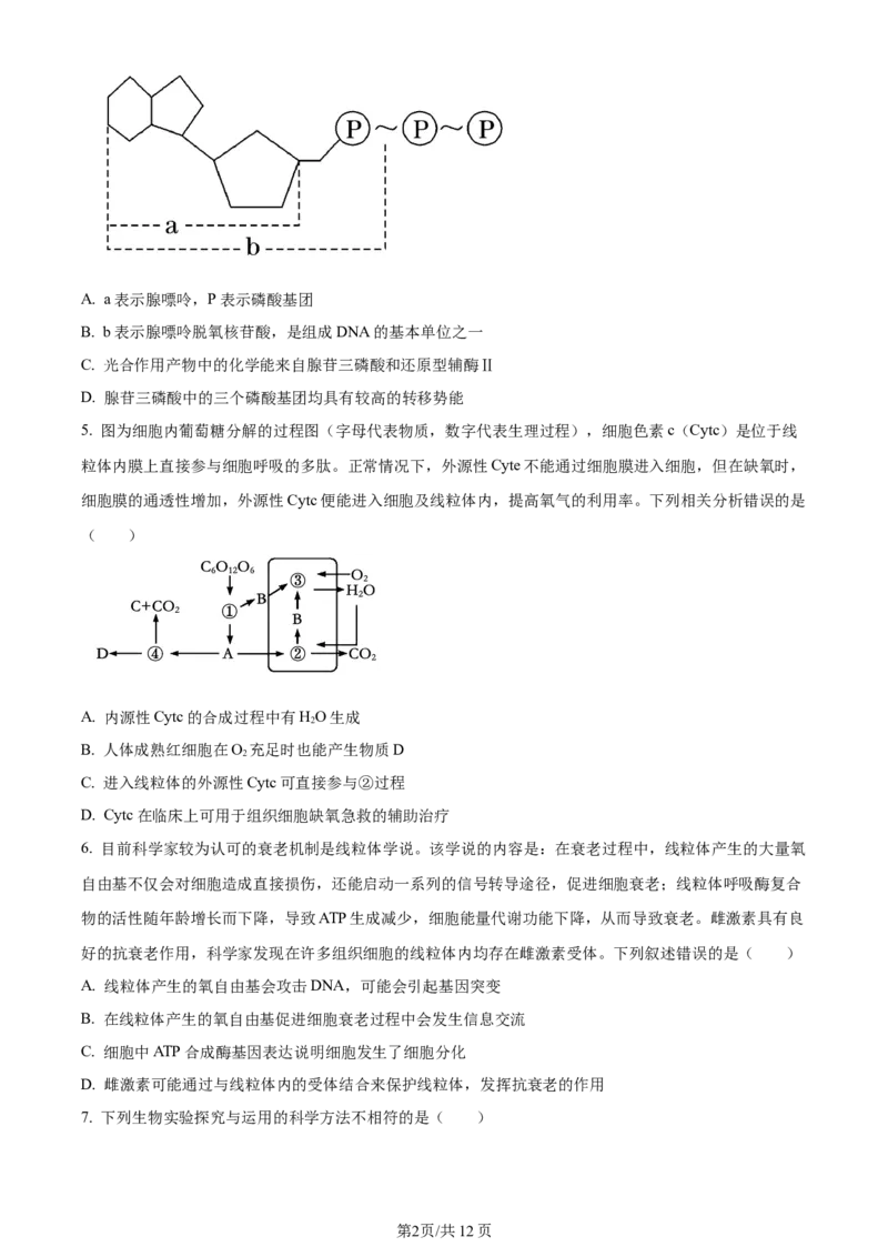 辽宁省重点高中沈阳市郊联体2023-2024学年高三上学期10月月考生物(1)_2023年10月_01每日更新_26号_2024届辽宁省重点高中沈阳市郊联体高三上学期10月月考