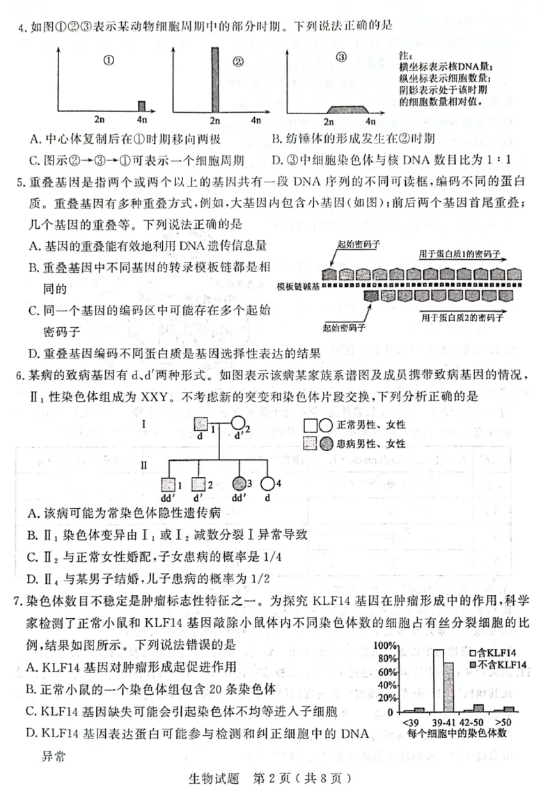 2024届山东省济宁市高三3月高考模拟考试生物试题_2024年3月_013月合集_2024届山东省济宁市高三下学期3月一模考试_山东省济宁市2024届高三下学期3月一模考试生物PDF版含答案
