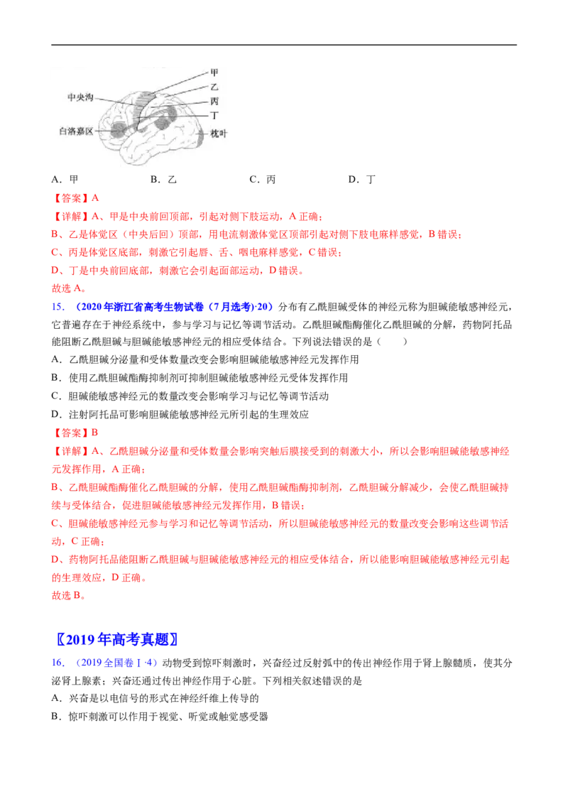 专题14神经调节-五年（2019-2023）高考生物真题分项汇编（全国通用）（解析版）_赠送：2008-2024全套高考真题_高考生物真题_送高考生物五年真题(2019-2023)分项汇编（全国通用）