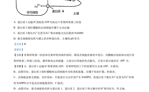 精品解析：江苏省常州市联盟学校2023-2024学年高三10月学情调研生物试题（解析版）(1)_2023年10月_0210月合集_2024届江苏省常州市联盟学校高三上学期10月学情调研