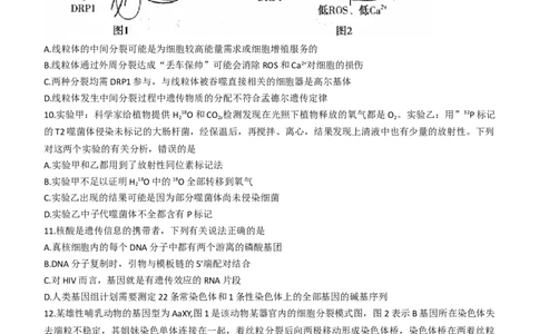 河南省平顶山许昌济源洛阳四市2024届高三上学期第一次质量检测生物(1)_2023年10月_0210月合集_2024届河南省平顶山许昌济源洛阳四市高三上学期第一次质量检测