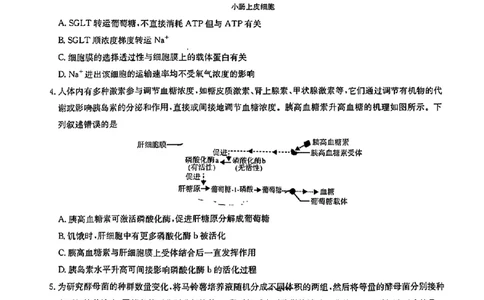 2024届华大新高考联盟高三4月联考-生物+答案(1)_2024年4月_024月合集_2024届华大新高考联盟高三4月联考