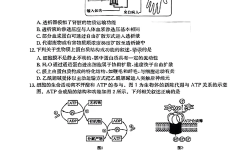 河南省TOP二十名校2023-2024学年高三上学期9月调研考试二生物试题_2023年9月_01每日更新_14号_2024届河南省TOP二十名校高三上学期调研考试（二）