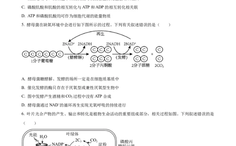 精品解析：江苏省淮安市6校2023-2024学年高三10月月考生物试题（原卷版）(1)_2023年10月_0210月合集_2024届江苏省淮安市五校联盟高三上学期10月学情调查测试