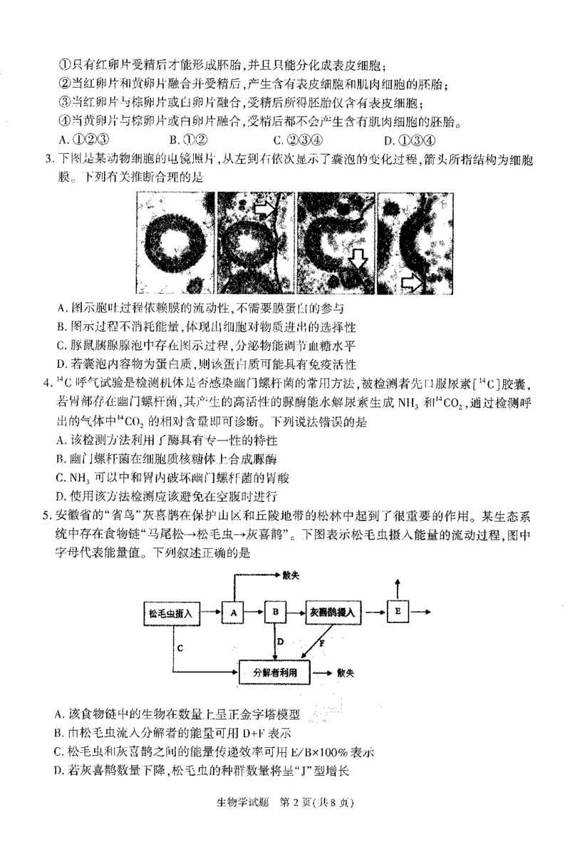 2024届安徽省合肥市高三一模生物试题_2024年3月_013月合集_2024届安徽省合肥市高三第一次教学质量检查_安徽省合肥市2024届高三第一次教学质量检查生物
