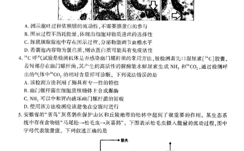 2024届安徽省合肥市高三一模生物试题_2024年3月_013月合集_2024届安徽省合肥市高三第一次教学质量检查_安徽省合肥市2024届高三第一次教学质量检查生物