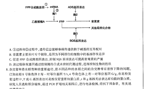 2024届安徽省合肥市高三一模生物试题_2024年3月_013月合集_2024届安徽省合肥市高三第一次教学质量检查_安徽省合肥市2024届高三第一次教学质量检查生物