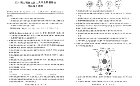 2024届山西高三第二次学业质量评价理科综合试题_2024年3月_013月合集_2024届山西省高三第二次学业质量评估_山西省2024届高三第二次学业质量评估理综