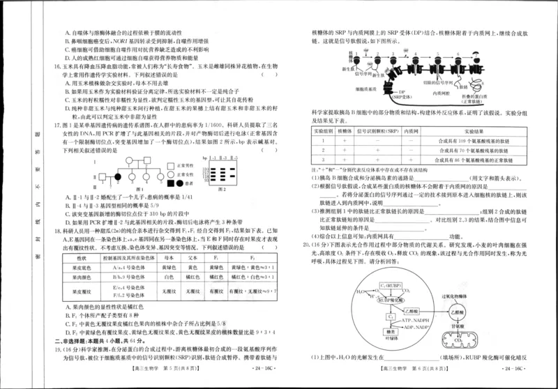 湖北省部分学校2023-2024学年高三上学期10月月考生物(1)_2023年10月_01每日更新_13号_2024届湖北省部分学校高三上学期10月月考
