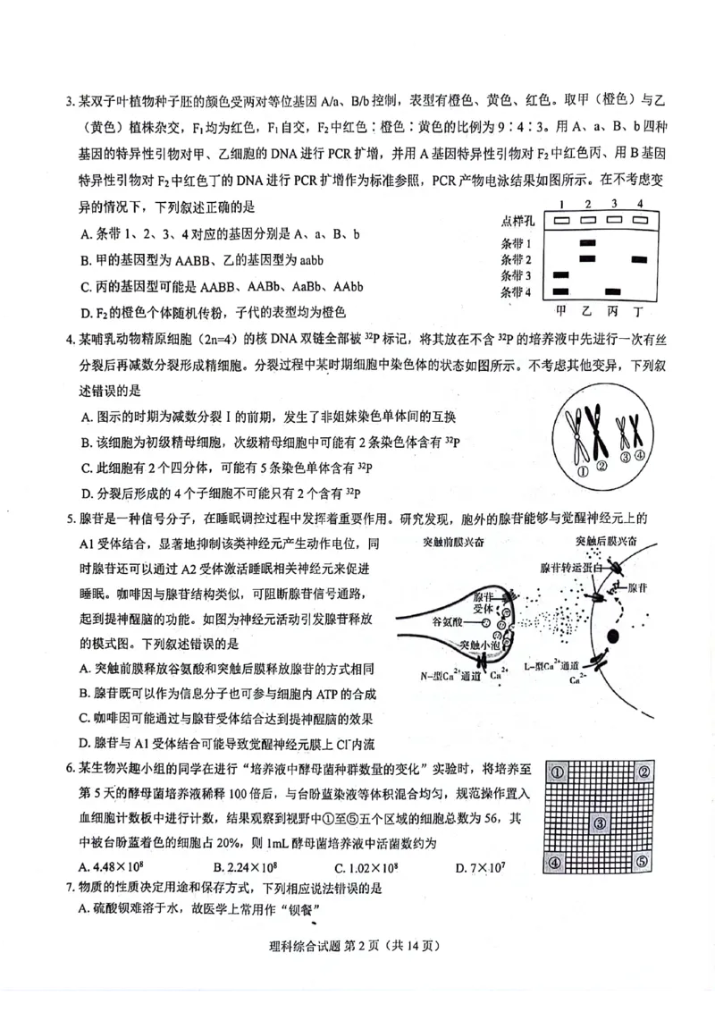 2024届河南省郑州市名校教研联盟高三下学期模拟预测理综试题_2024年3月_013月合集_2024届河南郑州名校教研联盟高三下学期模拟预测