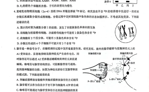 2024届河南省郑州市名校教研联盟高三下学期模拟预测理综试题_2024年3月_013月合集_2024届河南郑州名校教研联盟高三下学期模拟预测