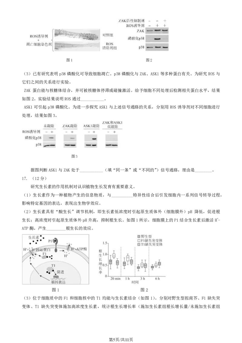 2024北京东城高三一模生物试题及答案(1)_2024年4月_024月合集_2024届北京市东城区高三一模