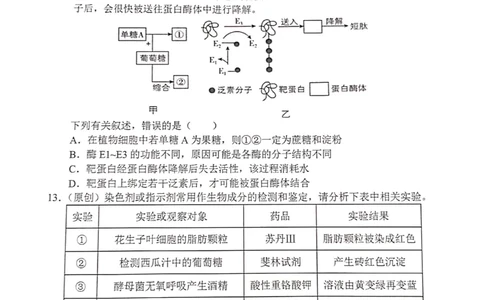 重庆市七校2023-2024学年高三上学期开学考试生物试题_2023年9月_01每日更新_3号_2024届重庆市七校高三上学期开学考试_重庆市七校2024届高三上学期开学考试生物