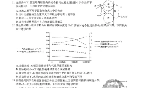 河南省部分名校2023-2024学年高三上学期9月月考生物试题_2023年9月_01每日更新_27号_2024届河南省九师联盟高三9月质量监测（X）_河南省九师联盟204届高三9月质量监测（X）生物