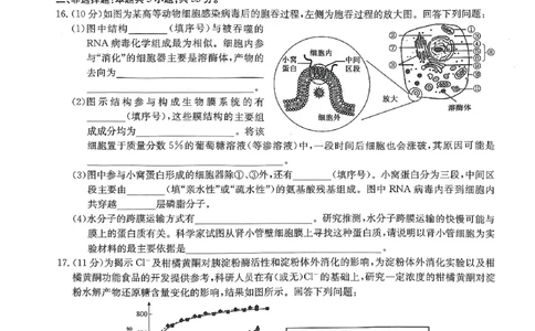 河南省部分名校2023-2024学年高三上学期9月月考生物试题_2023年9月_01每日更新_27号_2024届河南省九师联盟高三9月质量监测（X）_河南省九师联盟204届高三9月质量监测（X）生物